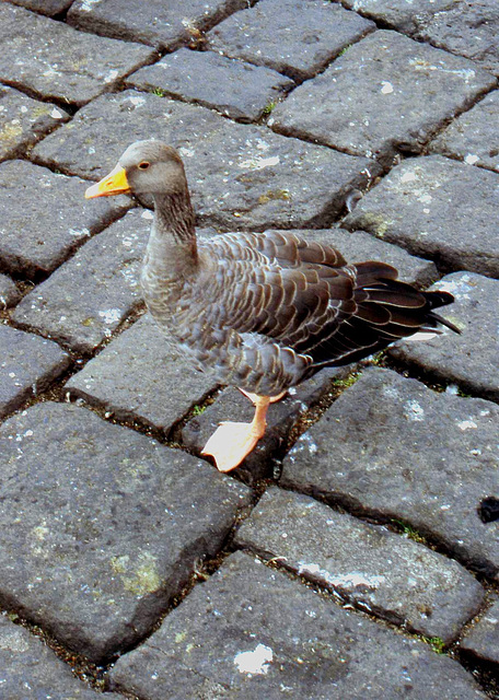 Greylag Goose