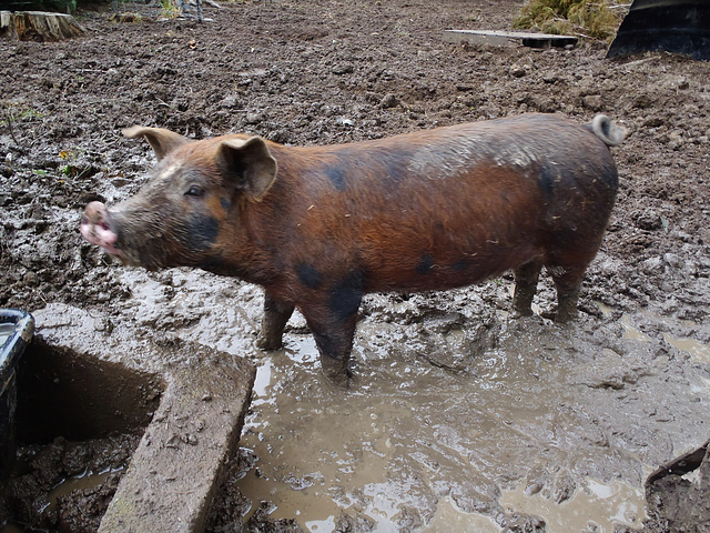 happy as a pig in mud