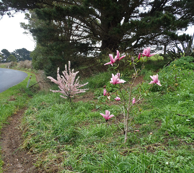 spring blossom