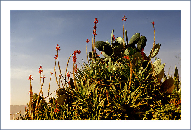 Blooming Cactus