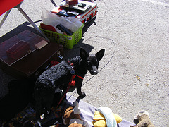 brocante limoux