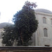 Estambul. Manzano gigantesco junto a mezquita.