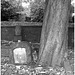 Helsingborg cemetery - Cimetière de Helsingborg-  Suède / Sweden -Jenny / 22 octobre 2008. Noir et blanc.