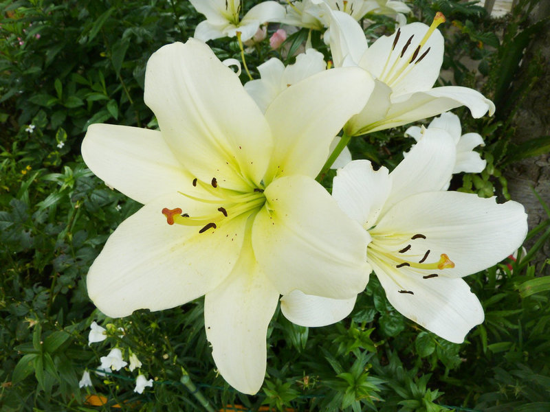 j'irai cueillir la fleur du bien pour que le monde ne soit qu'amour et que nous vivions dans un monde de paix et de partage