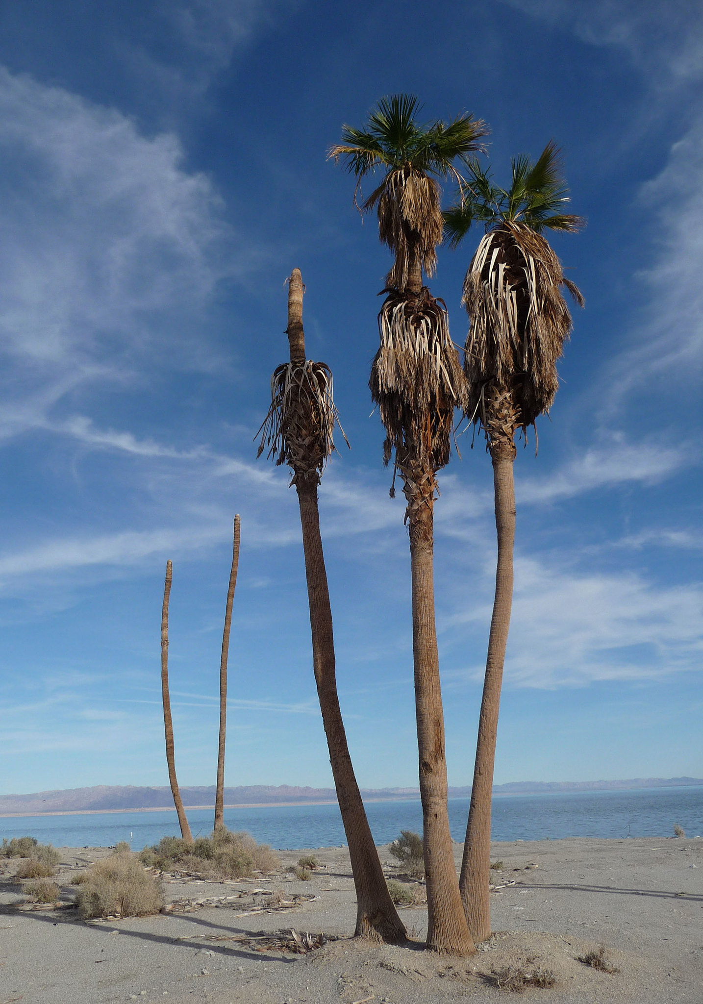 Salton Bay Yacht Club Site (2418)