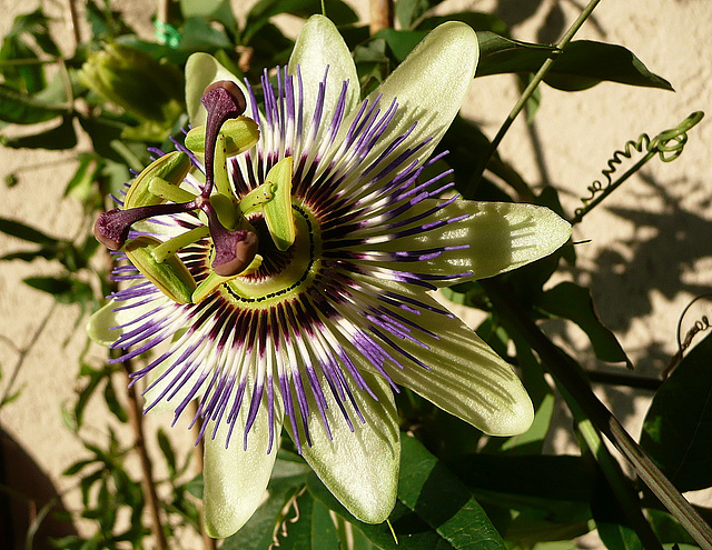 Passioflora - Passionsblume