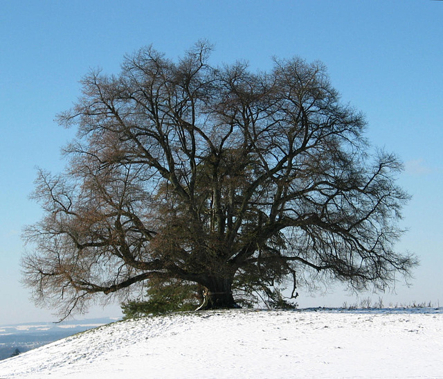 Zundelbacher Linde im Winter