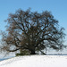 Zundelbacher Linde im Winter