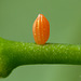 Orange Tip Butterfly Egg.