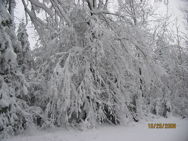 tempête 27oct. 003