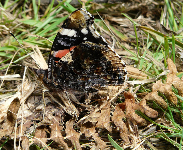 Red Admiral Side