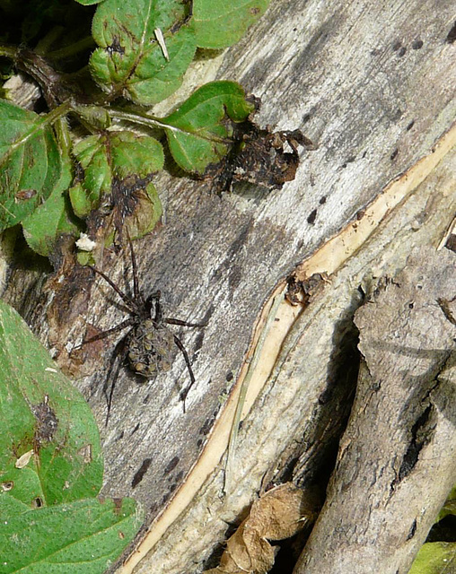 Spotted Wolf Spider with Spiderlings 1