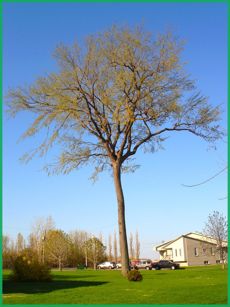 Arbre au long tronc  /   Endless trunk -  Dans ma ville - Hometown - Mai 2008