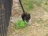 Mr. Squirrel - Monsieur Écureuil -  Toronto. Canada- 1er Juillet 2007.