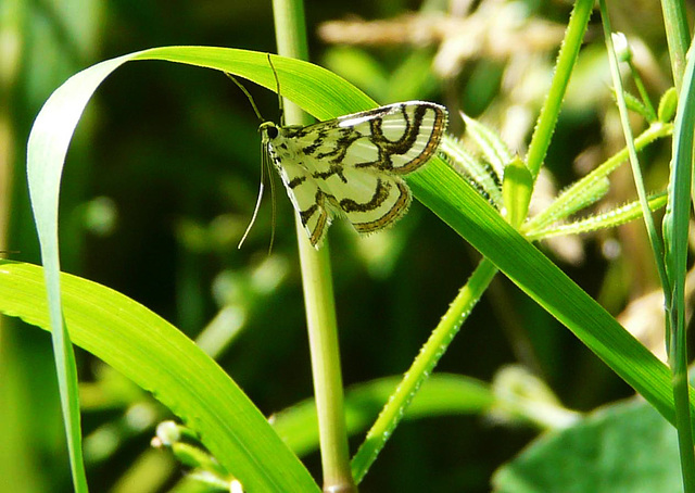 Beautiful China Mark Moth