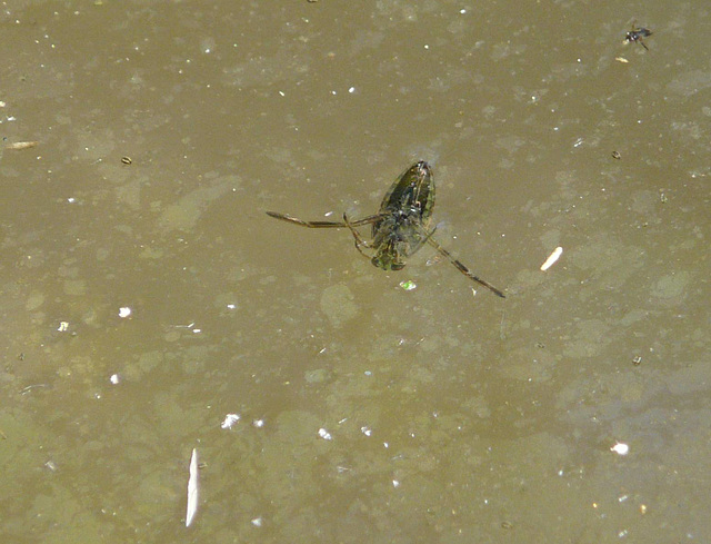 Backswimmer Front