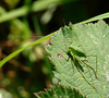 Speckled Bush Cricket