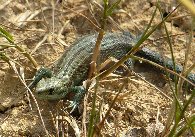 Common Lizard Baby 3