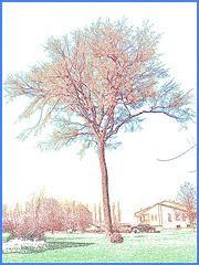 Arbre au long tronc / Long trunk tree - Contours de couleur / Dans ma ville - Hometown /  5 mai 2008
