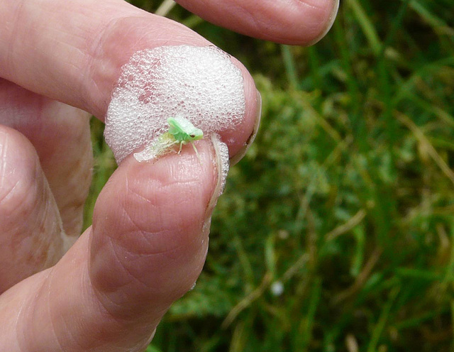 Froghopper Nymph