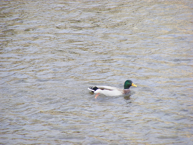 Canard sur l'Aude