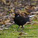 Amsel "Weißschwänzchen"