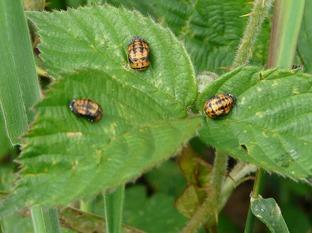 Ladybird Beetles Pupating