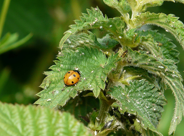 Ladybird Beetle