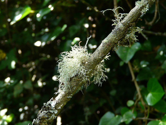 Lichen