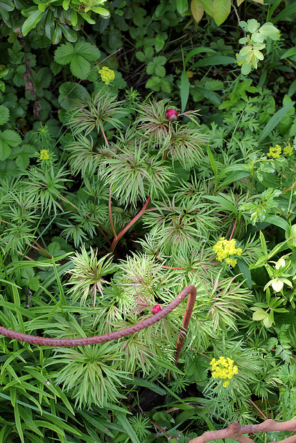 Paeonia tenuifolia