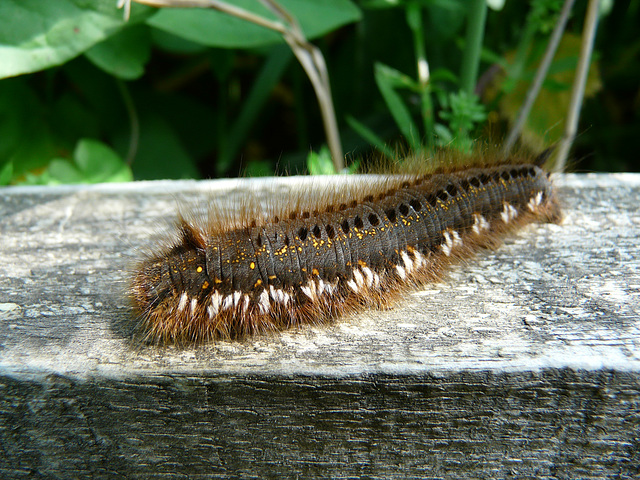 Drink Moth Caterpillar