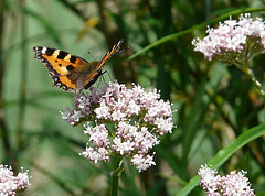 Small Tortoiseshell