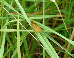 Skipper & Eggs