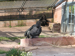 Gorillas (Nürnberg)