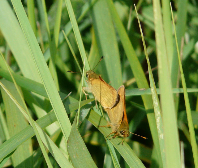 Small Skipper Mating