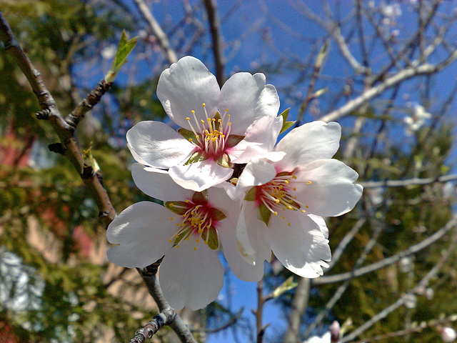 Flores de almendro.