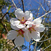 Flores de almendro.