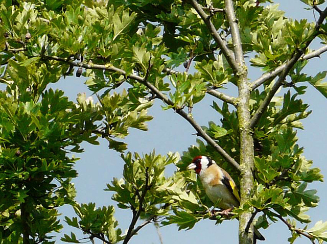 Goldfinch -Female