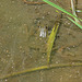 Common Frog in Water