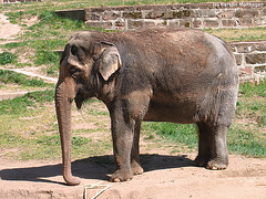 Asiatische Elefantin (Nürnberg)