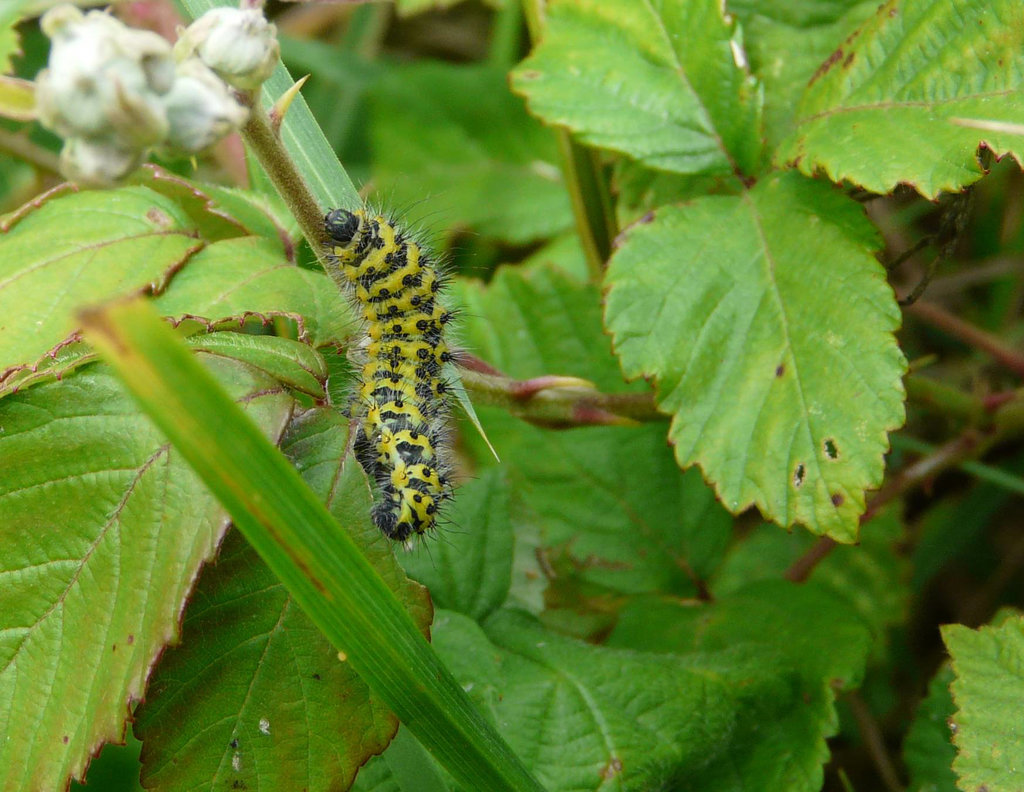 Emperor Moth Caterpillar