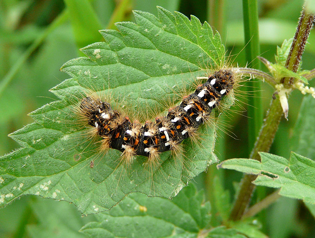 Knot Grass Caterpillar Top