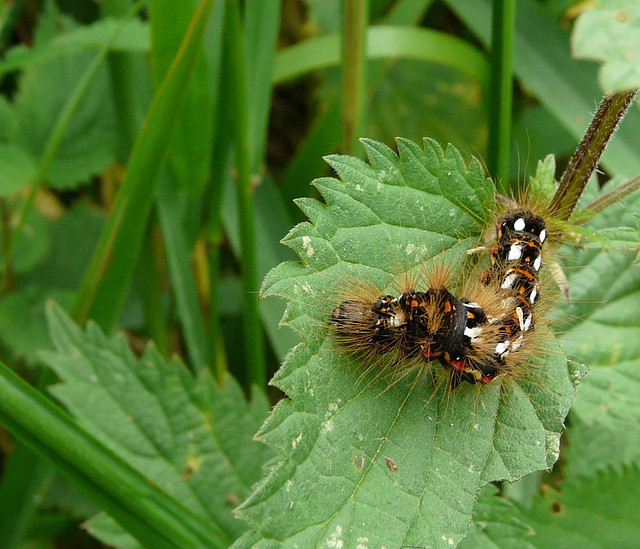 Knot Grass Caterpillar Side