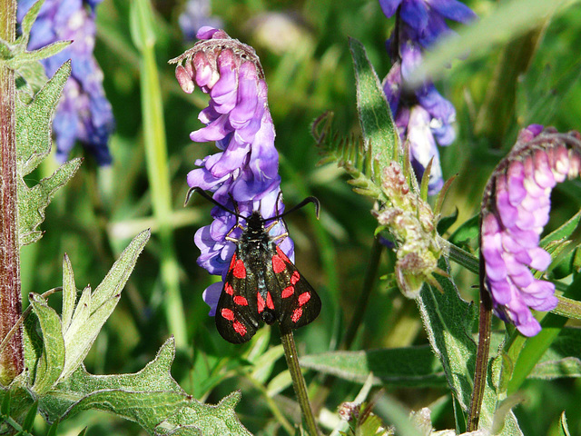 Six-Spot Burnet