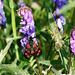 Six-Spot Burnet