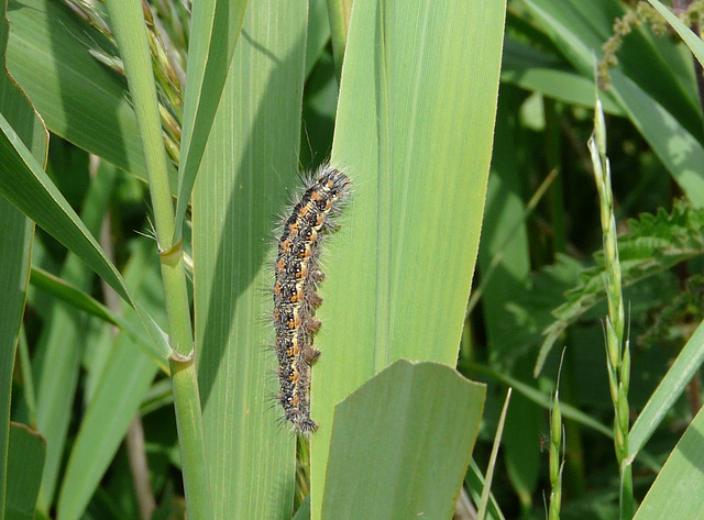 Reed Dagger Moth Caterpillar Side-Top