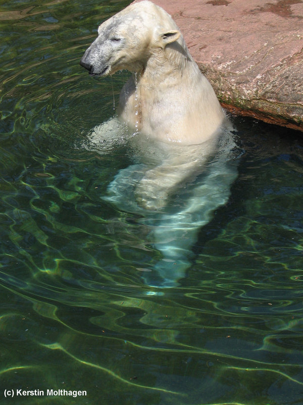 Eisbär (Nürnberg)