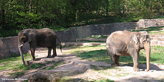 Elefanten (Nürnberg)