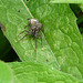 Wolf Spider & Spiderlings