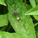 Wolf Spider, babies & Egg Sac